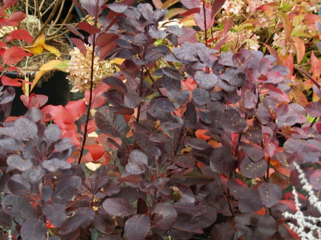 cotinus-coggygria-royal-purple