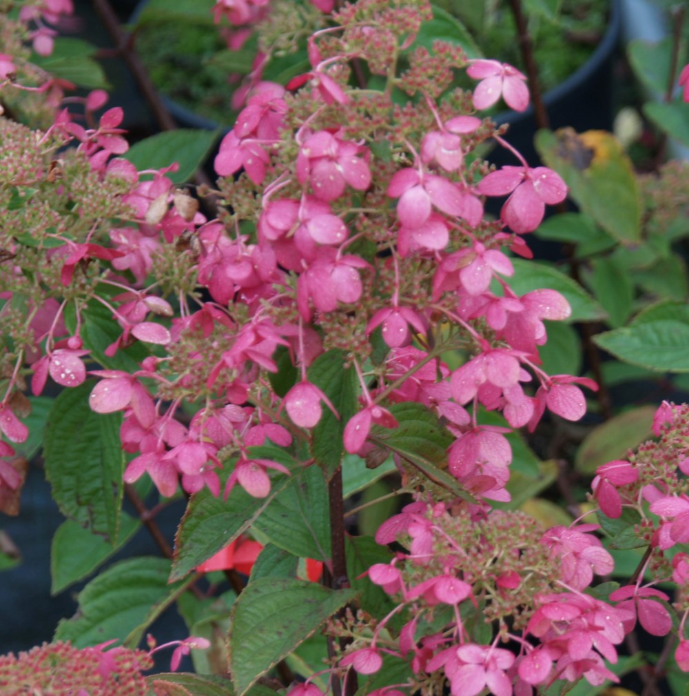 Hydrangea paniculata 'Ruby' : C2 : 30-60 | 30-60cm C2 | HYPRUBY_C2_30-60