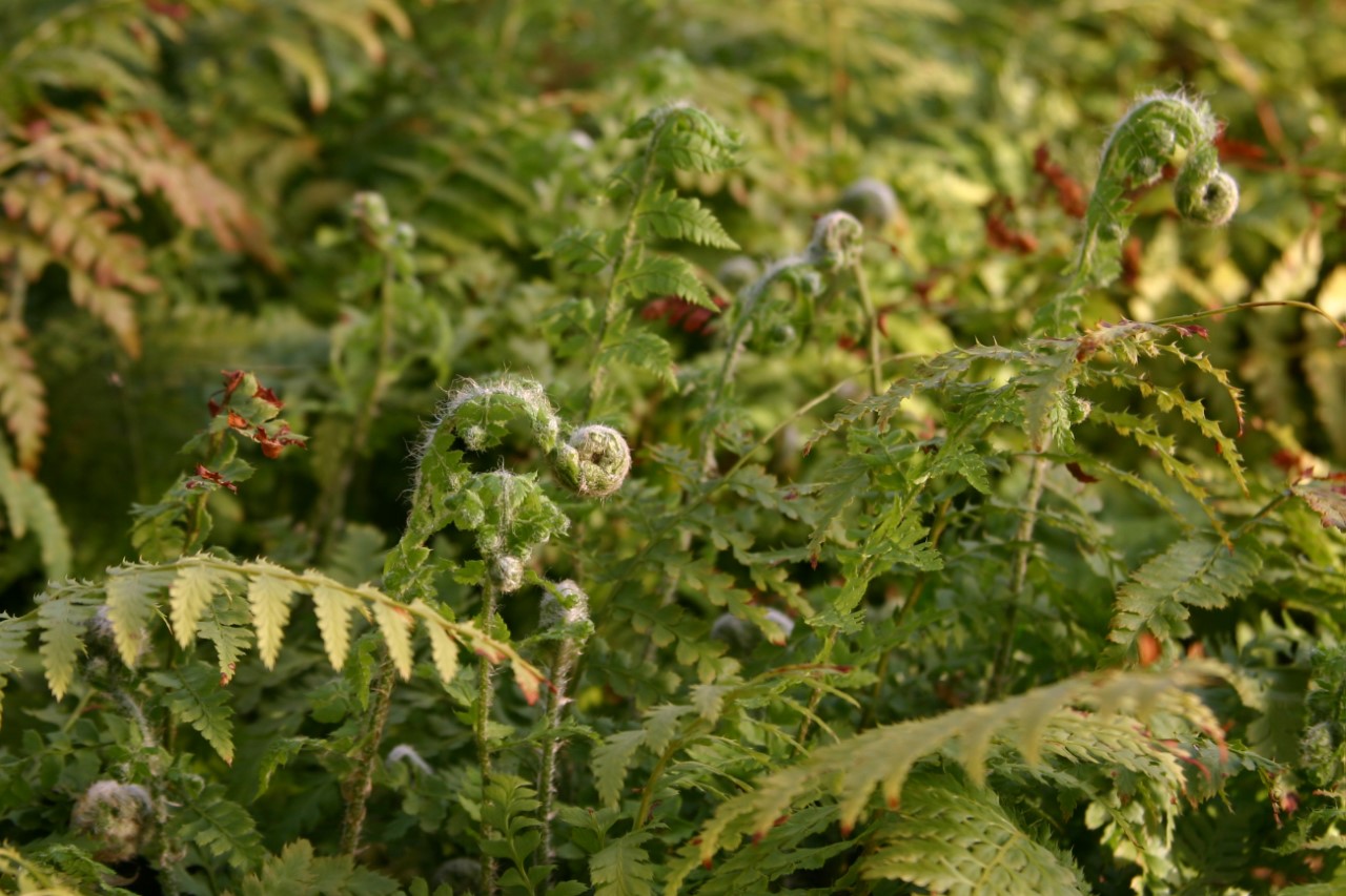 polystichum-setiferum