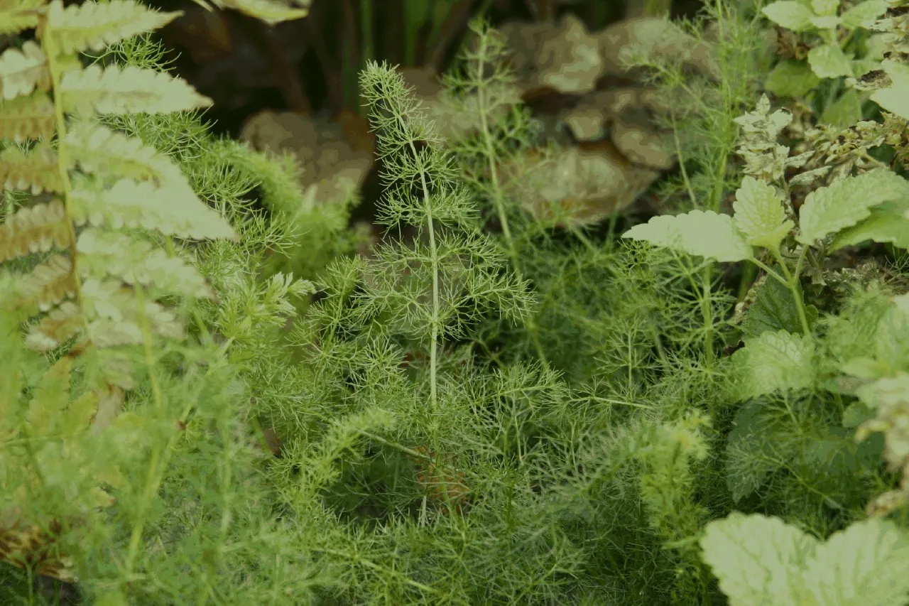 Meum athamanticum