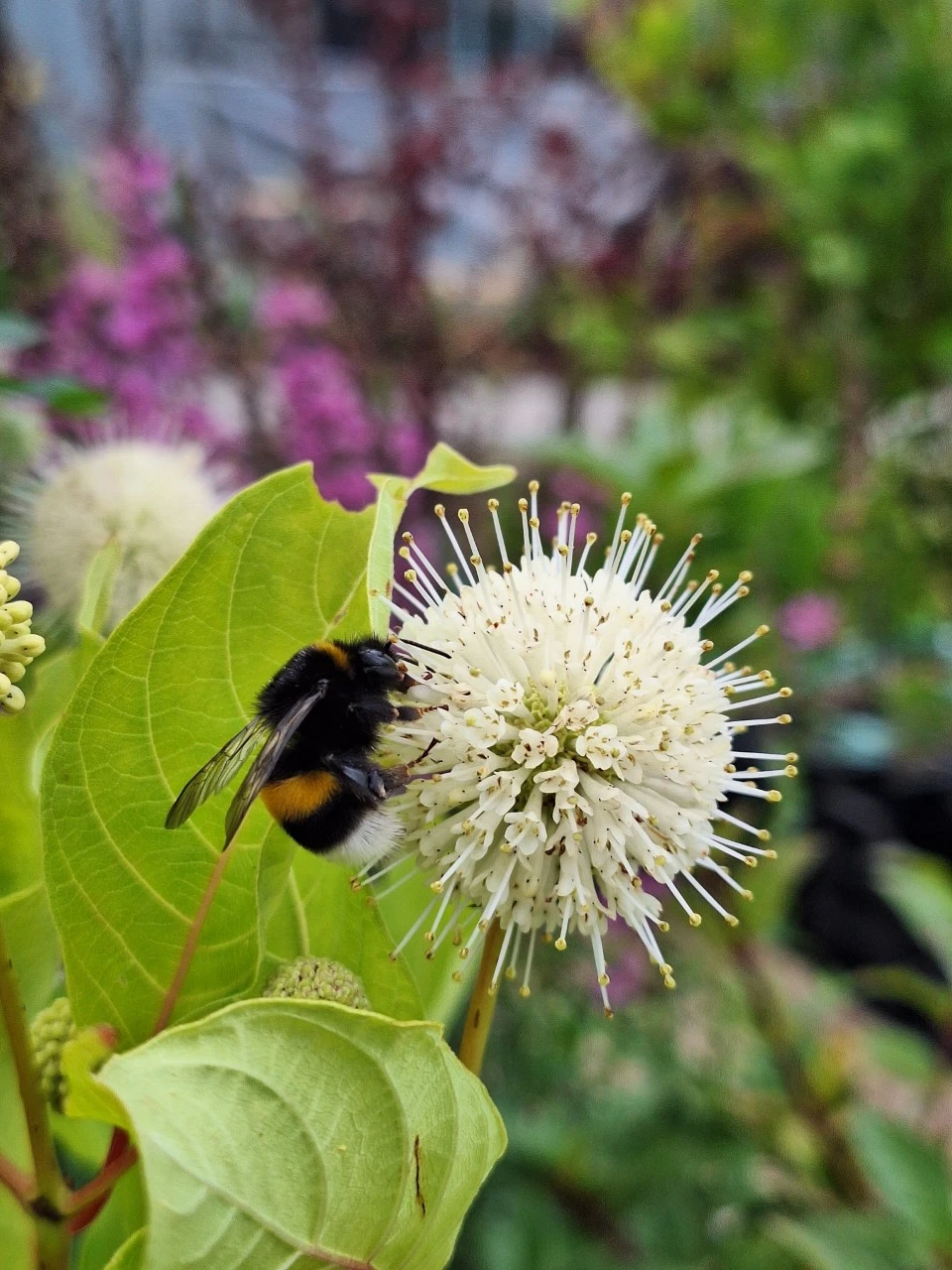Cephalanthus occidentalis : C2 : 30-60