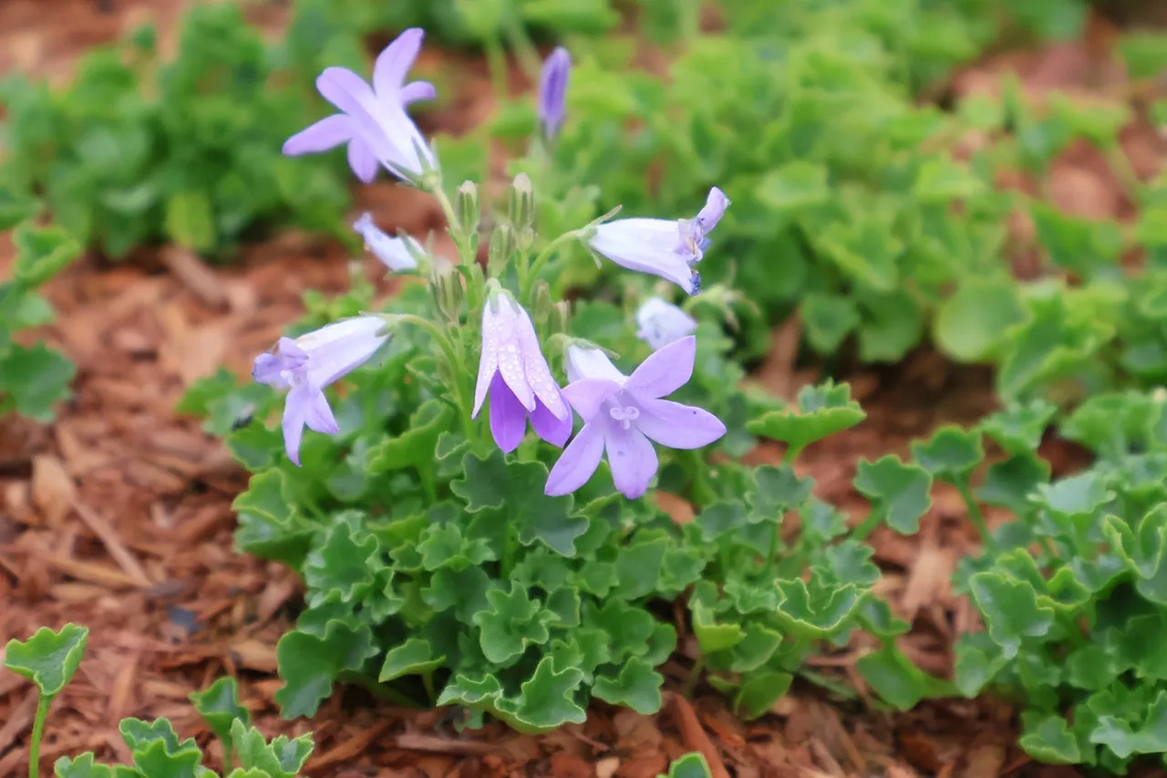Campanula portenschlagiana 'Lieselotte'