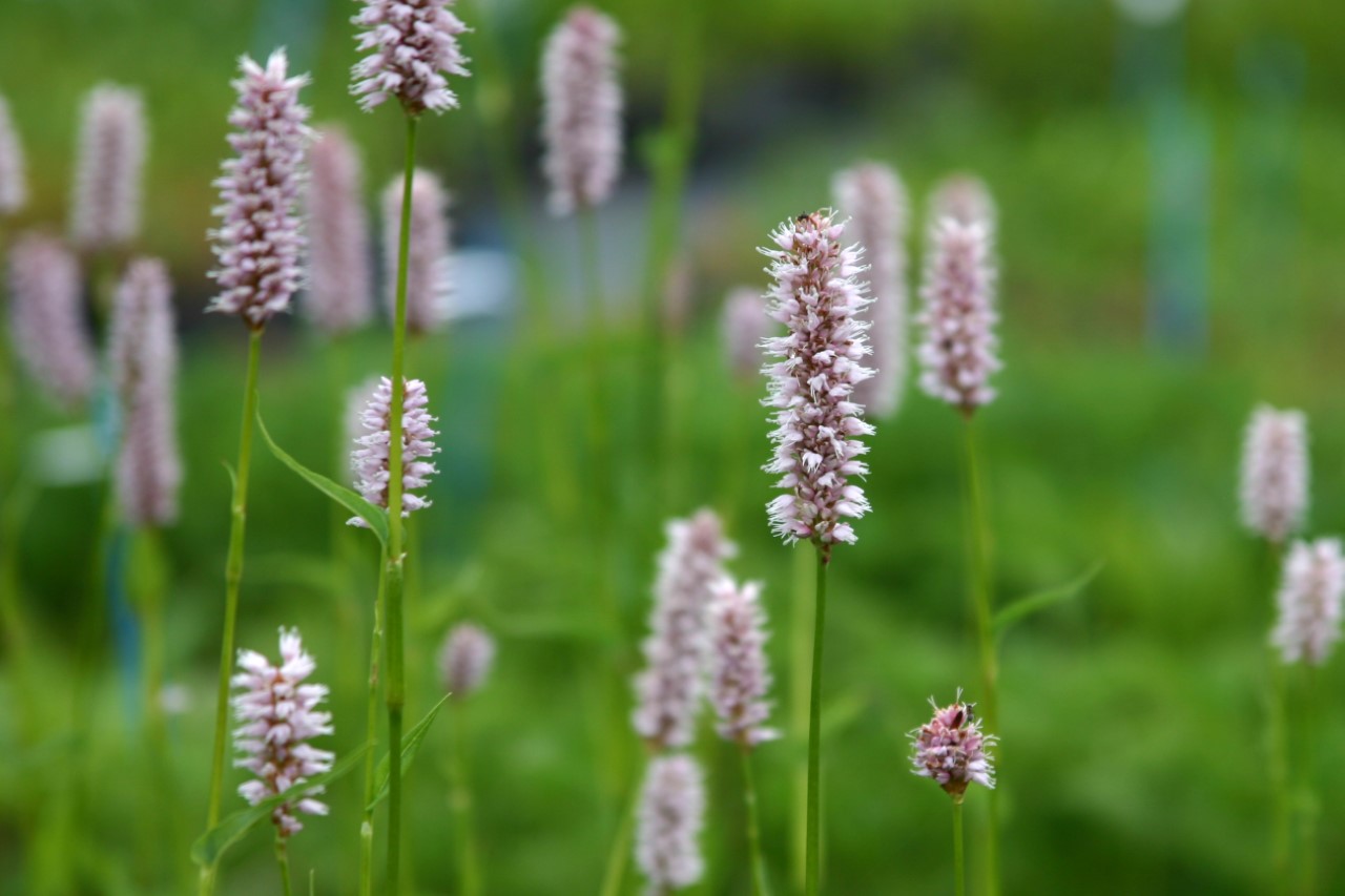 persicaria-bistorta