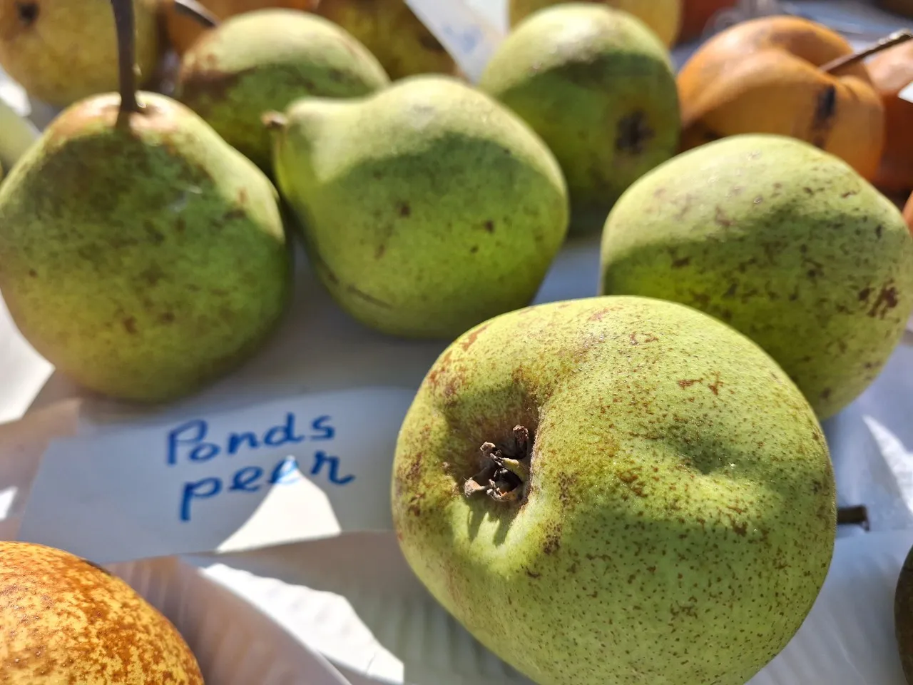 Pyrus communis 'Pondspeer'