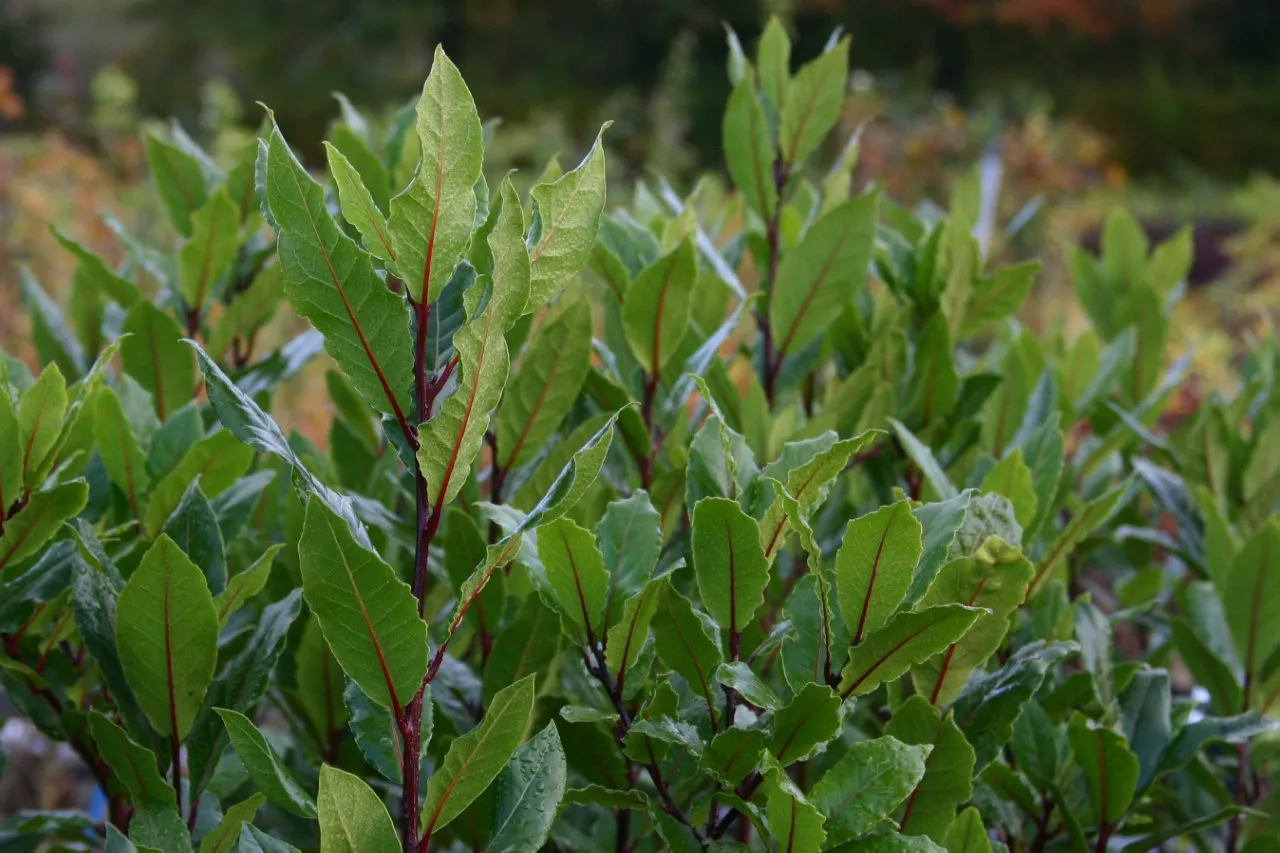 Laurus nobilis