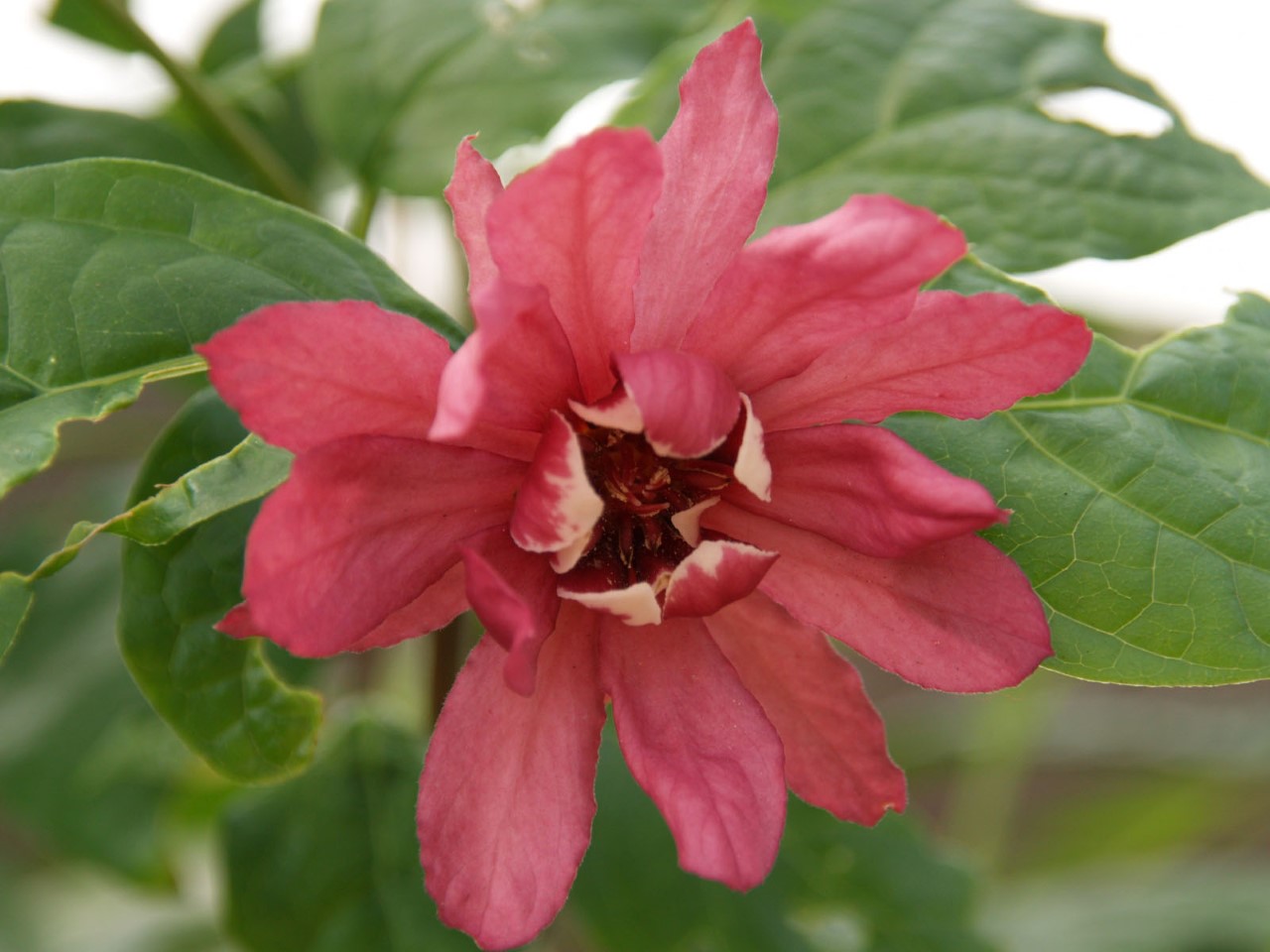 calycanthus-raulstonii-hartlage-wine