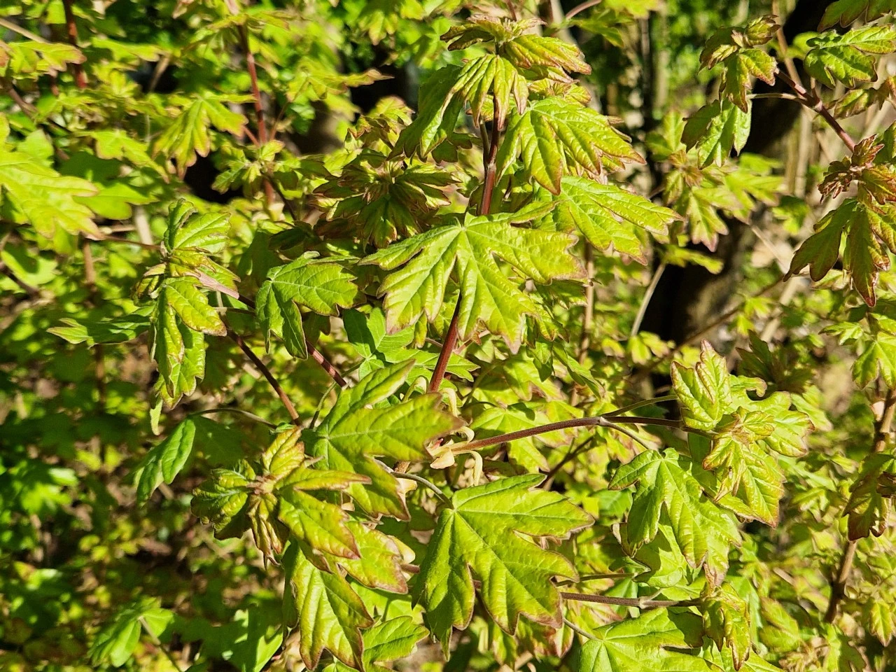 Acer campestre autochtoon : W : 60-100