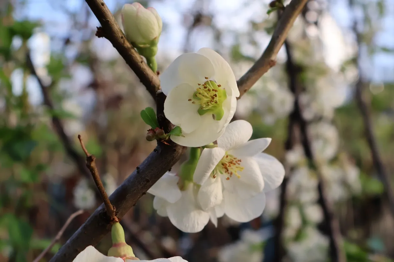 Chaenomeles x californica 'Golden Calif'