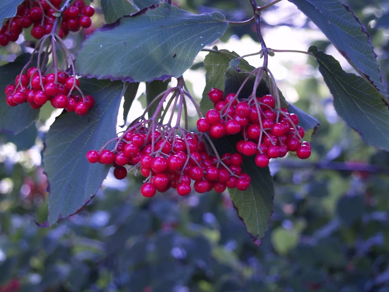 Viburnum betulifolium 'Wilson's Form' : C3 : 30-60