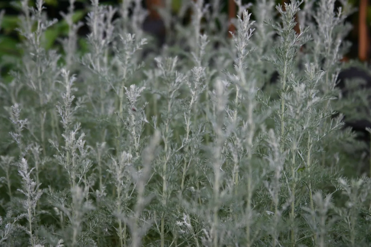 Artemisia arborescens 'Little Mice' Artemisia arborescens 'Little Mice'