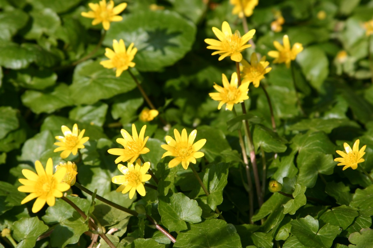 ficaria-verna