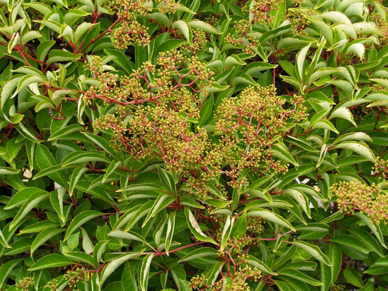 Parthenocissus henryana : C2 : 30-60