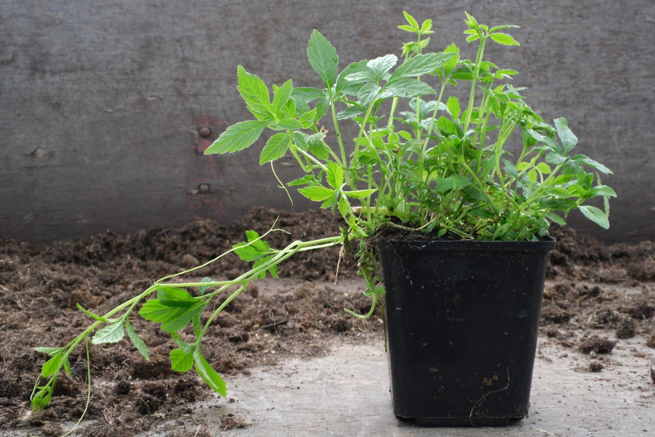 Gynostemma pentaphyllum gynostemma-pentaphyllum