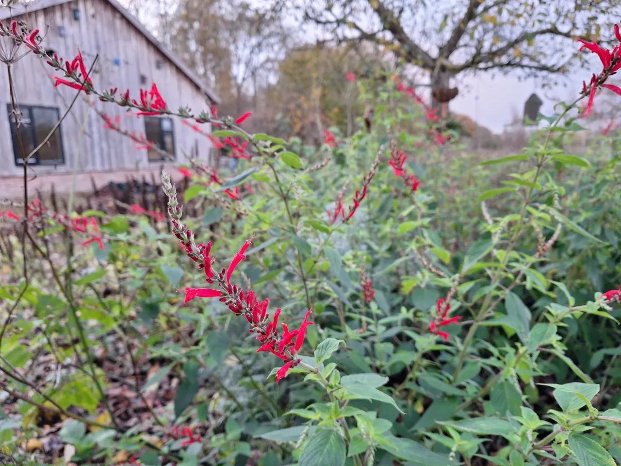 Salvia elegans : P11