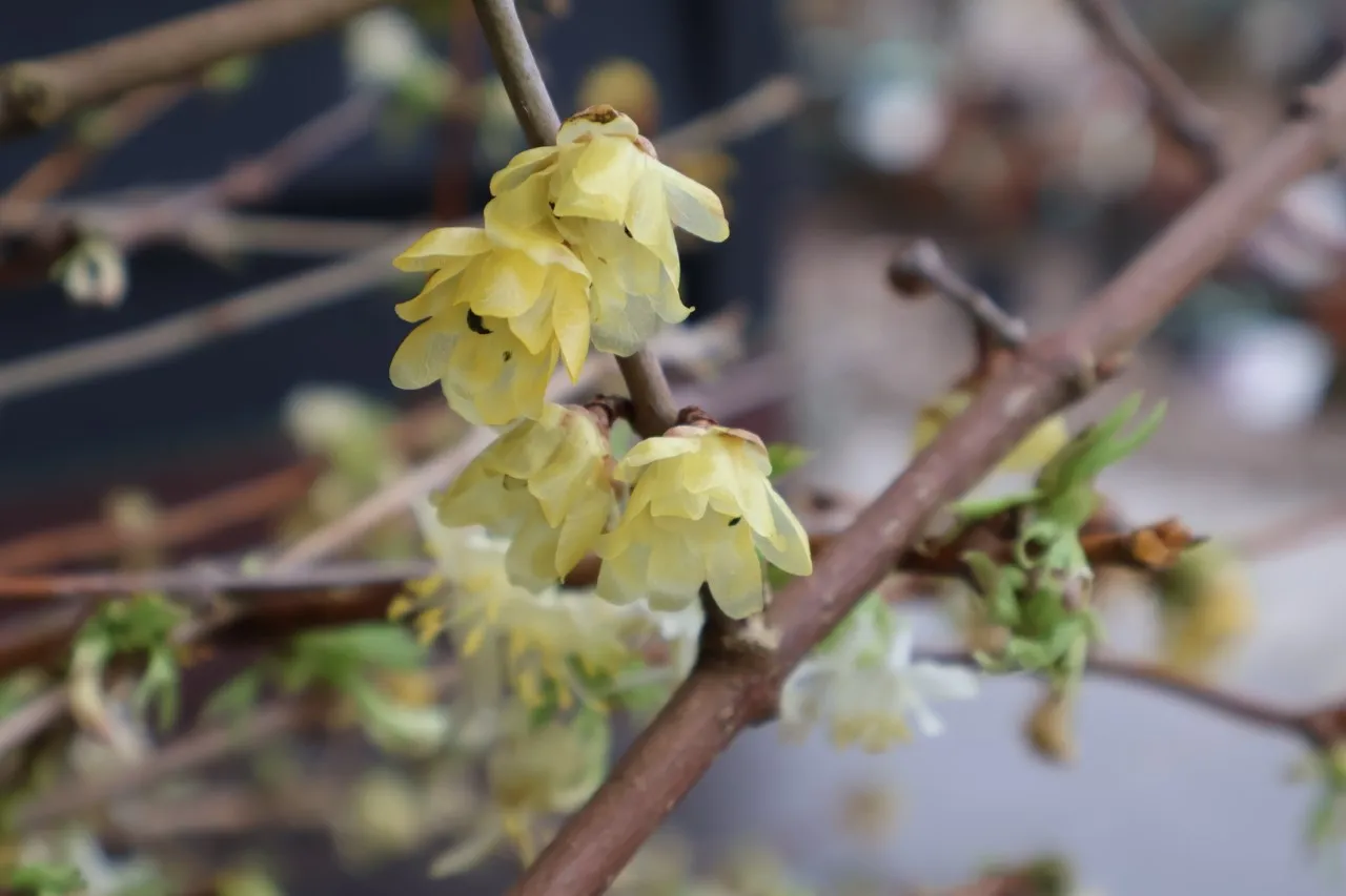 Chimonanthus praecox 'Concolor' Chimonanthus praecox 'Concolor'