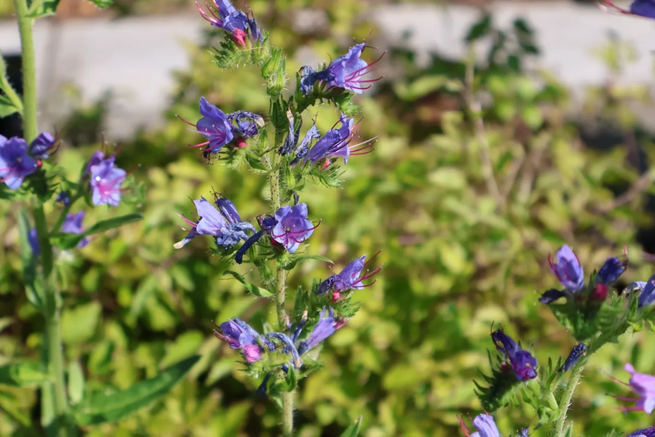 Echium vulgare