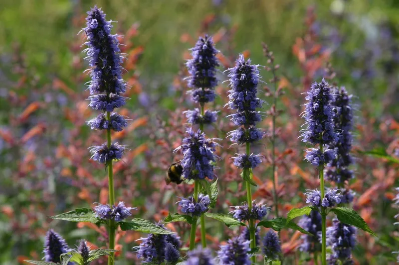 Agastache 'Blue Fortune' Agastache 'Blue Fortune'