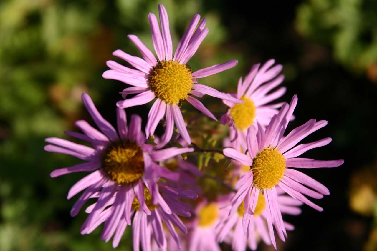 chrysanthemum-r-clara-curtis