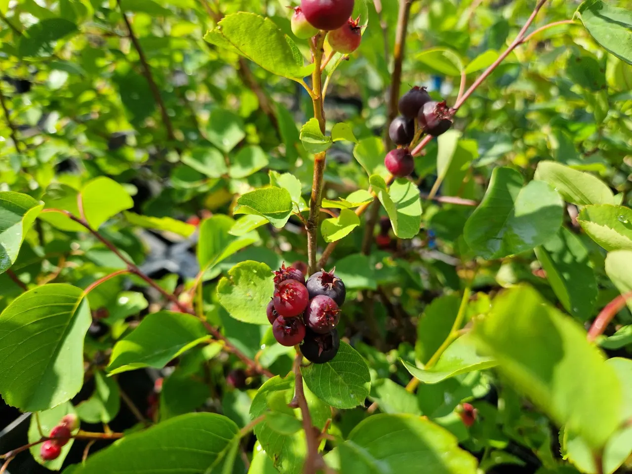 Amelanchier alnifolia 'Mandam' : C2 : 30-60 : onderstam Amelanchier lamarckii