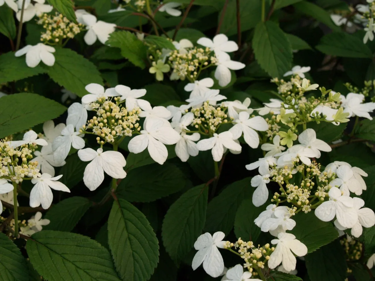 Viburnum plicatum 'Watanabe'
