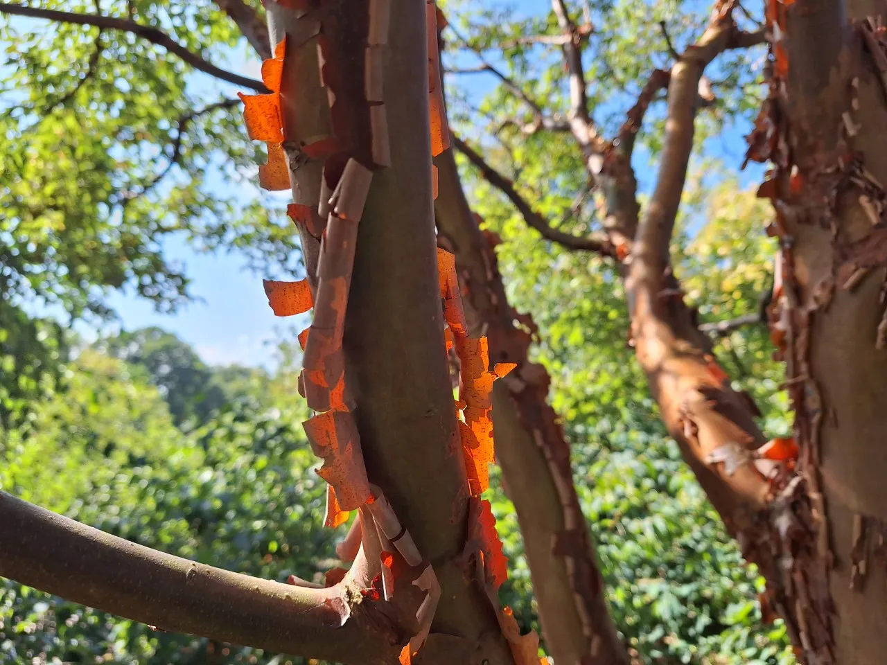 Acer griseum Acer griseum