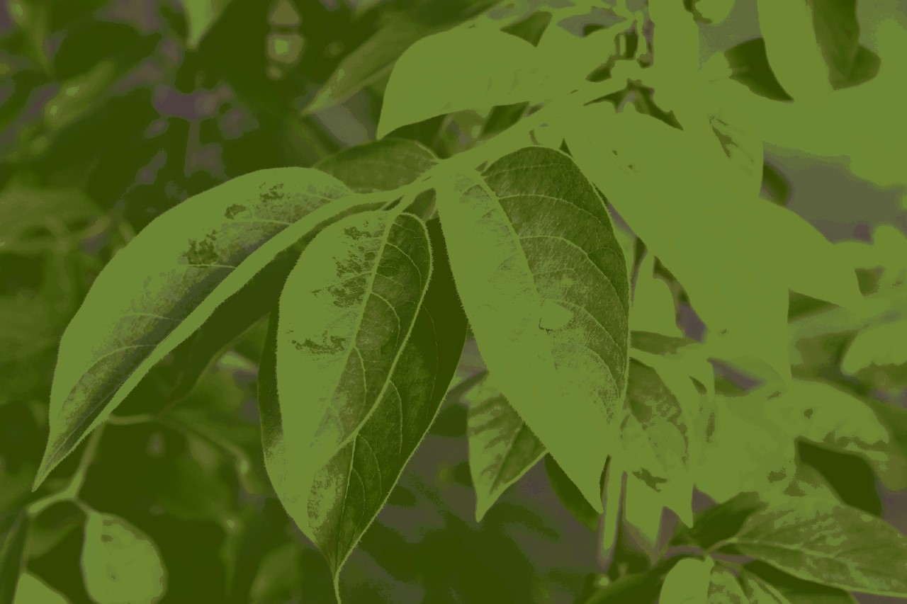 diospyros-virg-campbell-nc10
