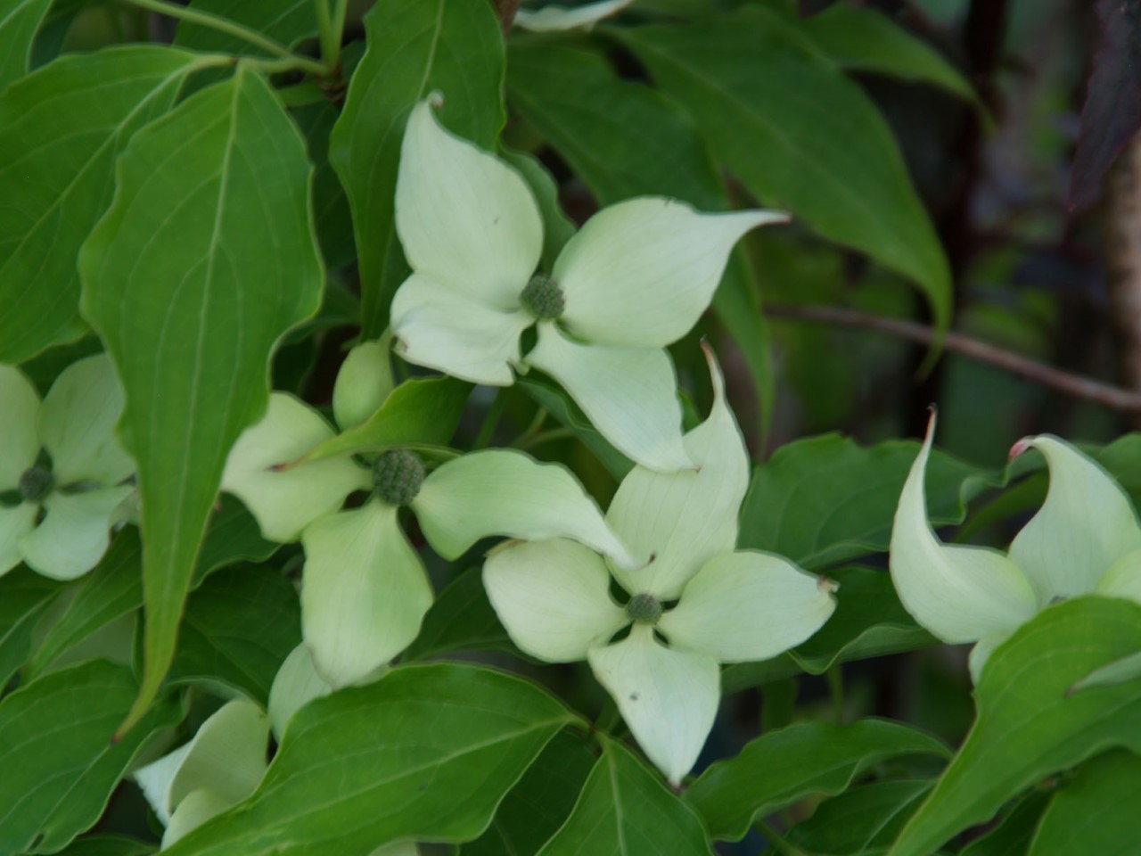 cornus-kousa-sluis-slim