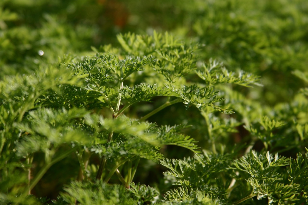 selinum-wallichianum