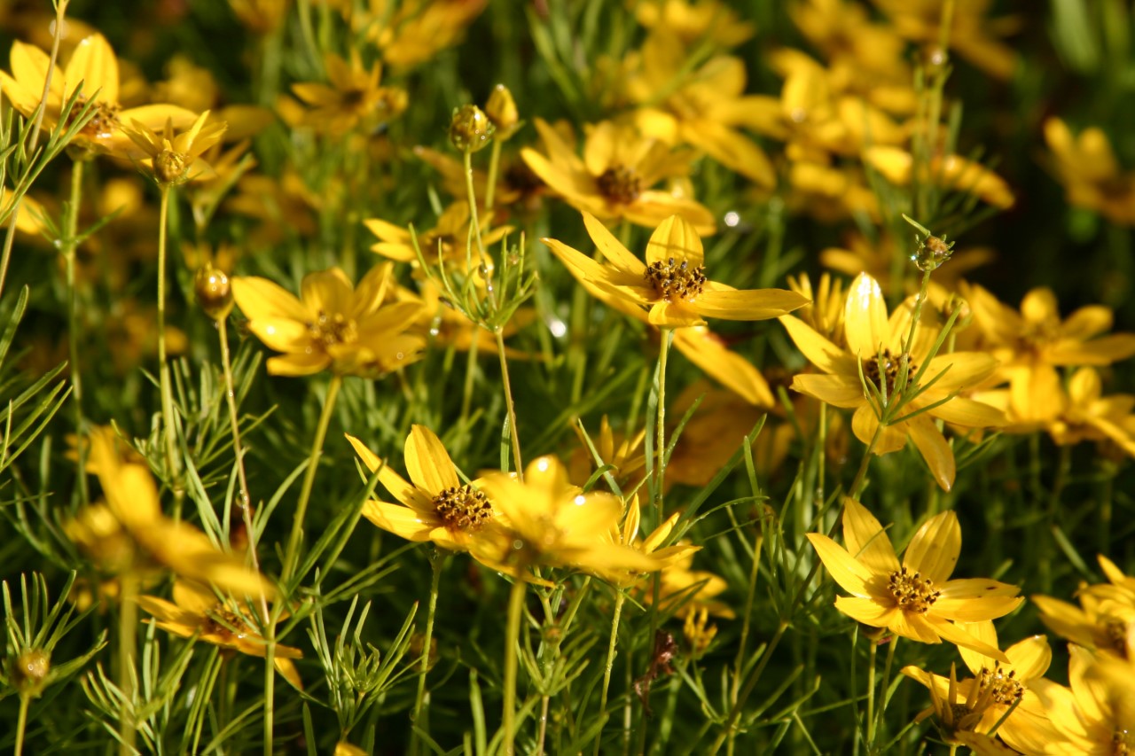 coreopsis-verticillata-zagreb