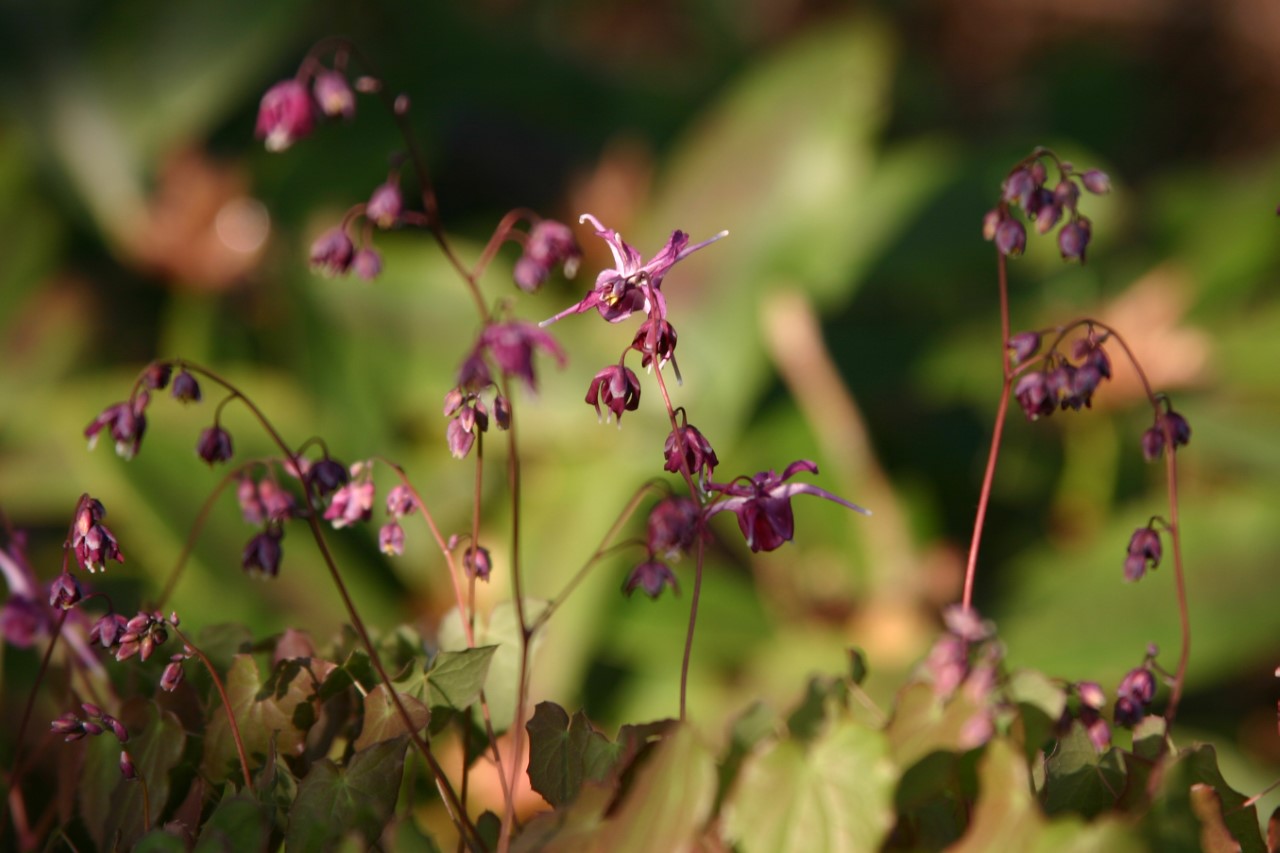 Epimedium grandiflorum 'Lilafee' : P9