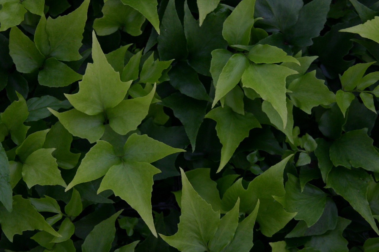 cyrtomium-macrophyllum