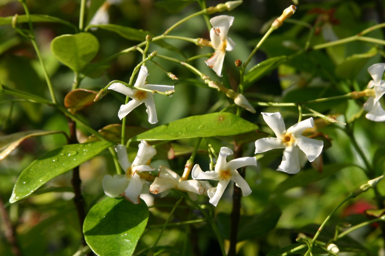 trachelosperumum-jasminoides-star-of-toscane