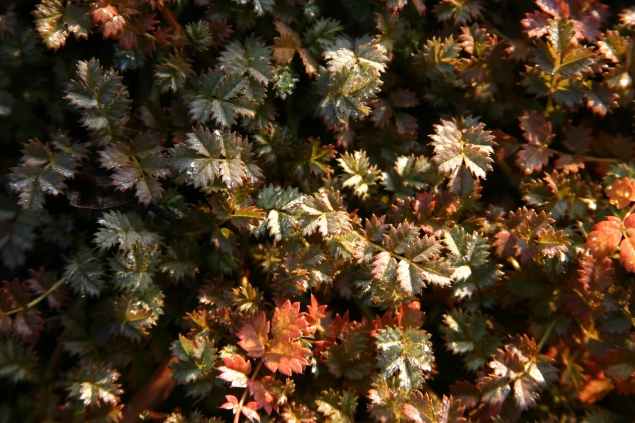 Acaena microphylla 'Kupferteppich' Acaena microphylla 'Kupferteppich'