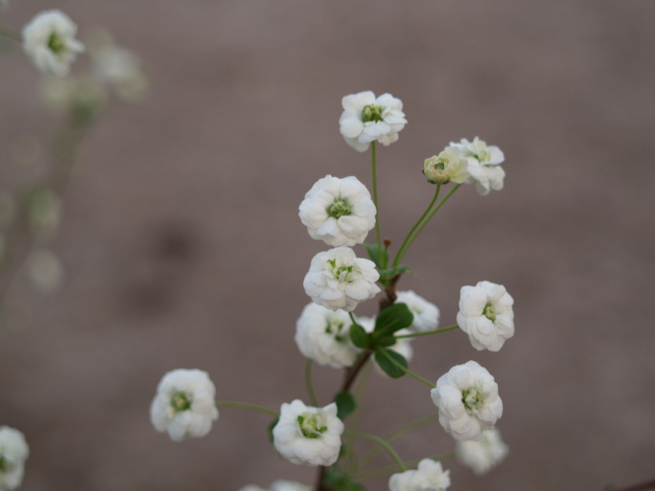 spiraea-prunifolia-plena