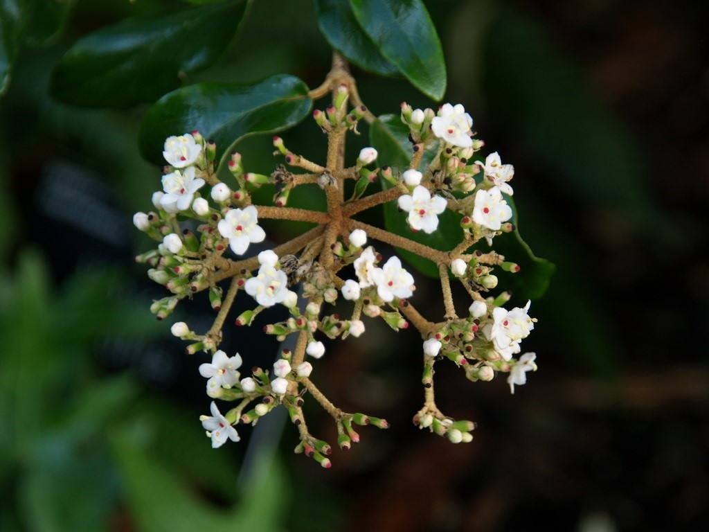 viburnum-utile