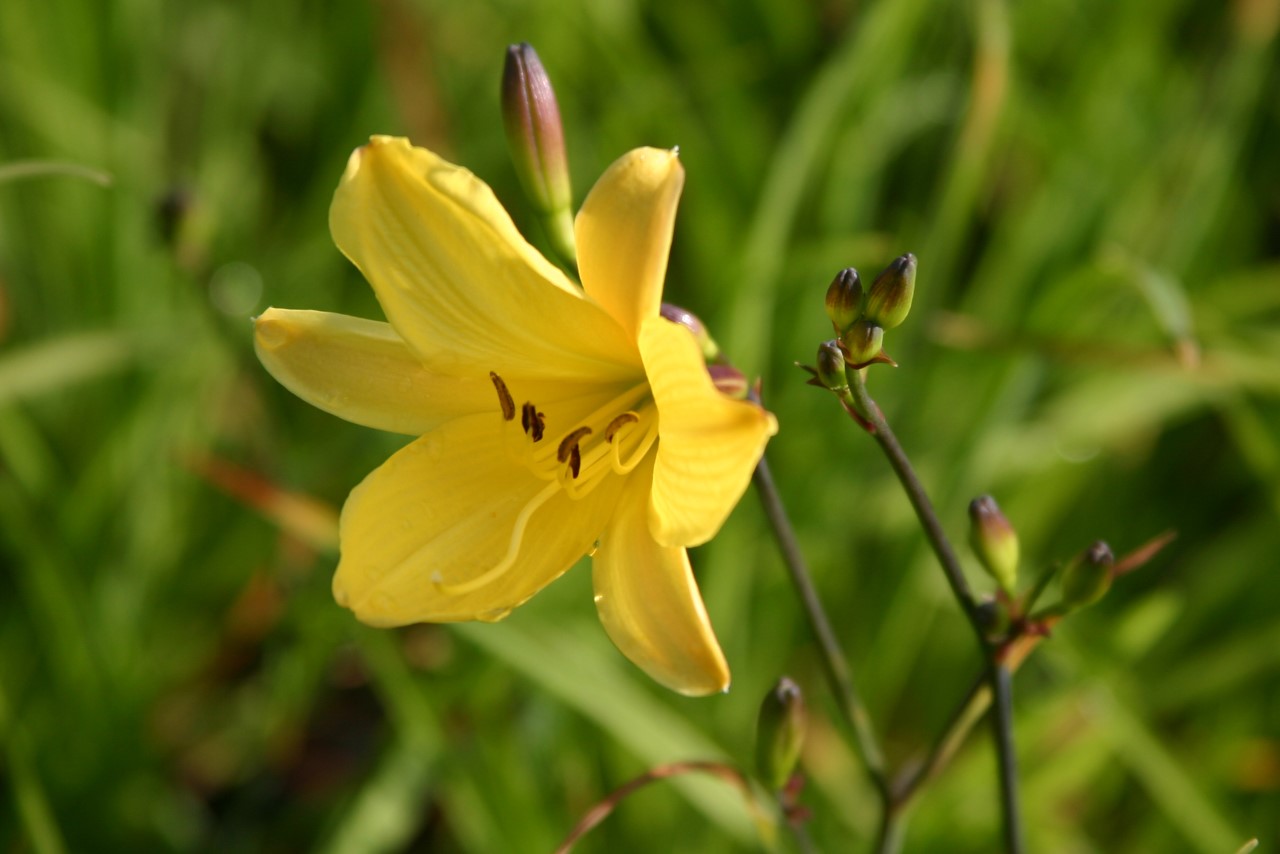 hemerocallis-corky