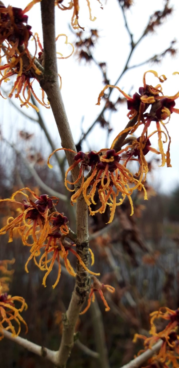 hamamelis-x-intermedia-jelena