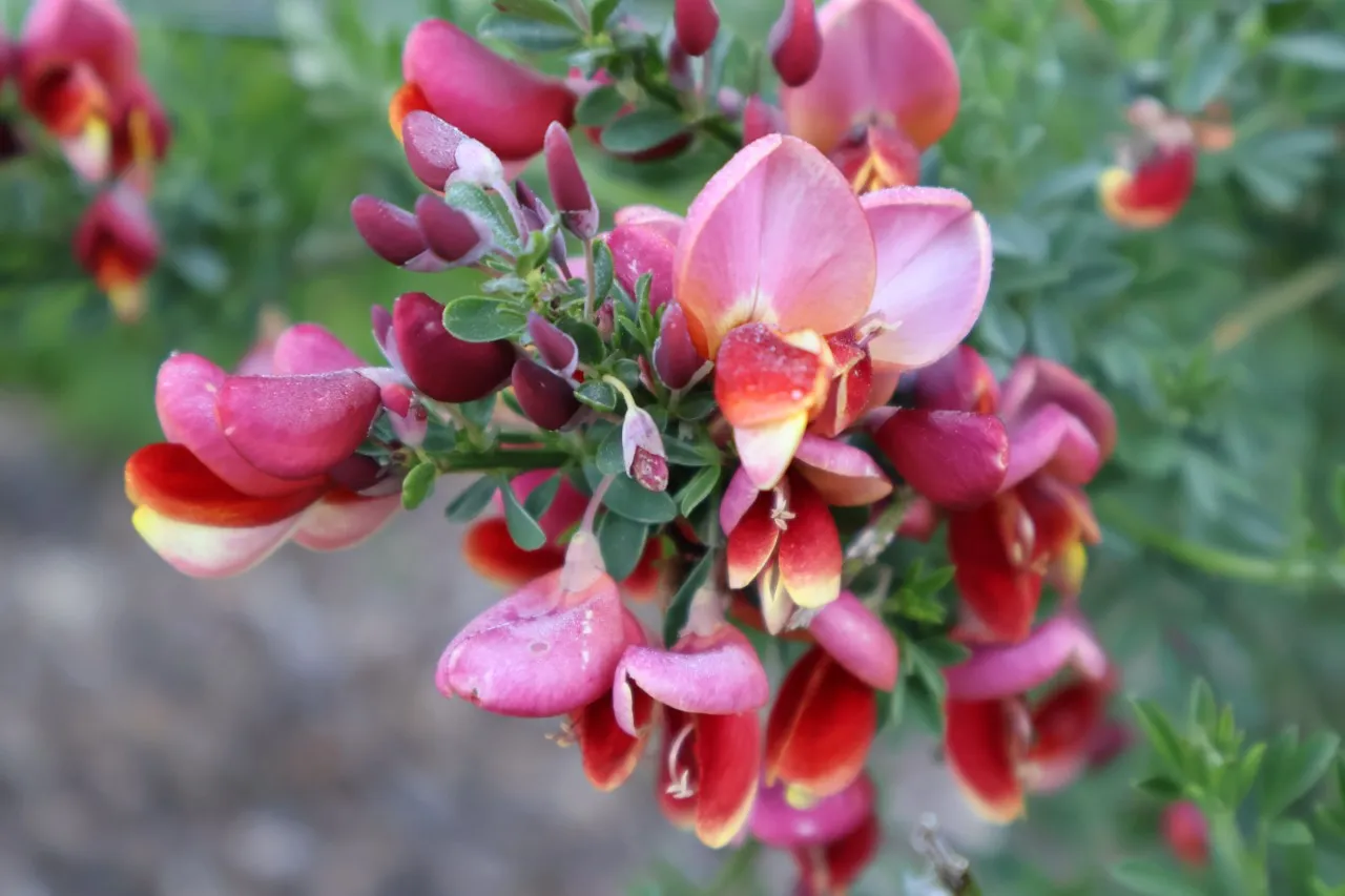 Cytisus 'Burkwoodii'