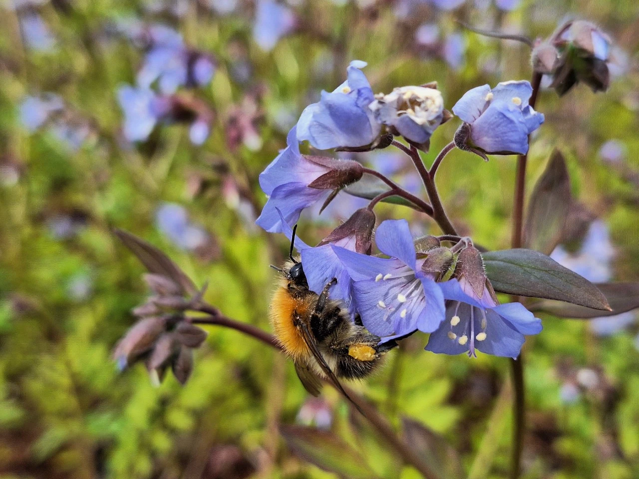 Polemonium reptans