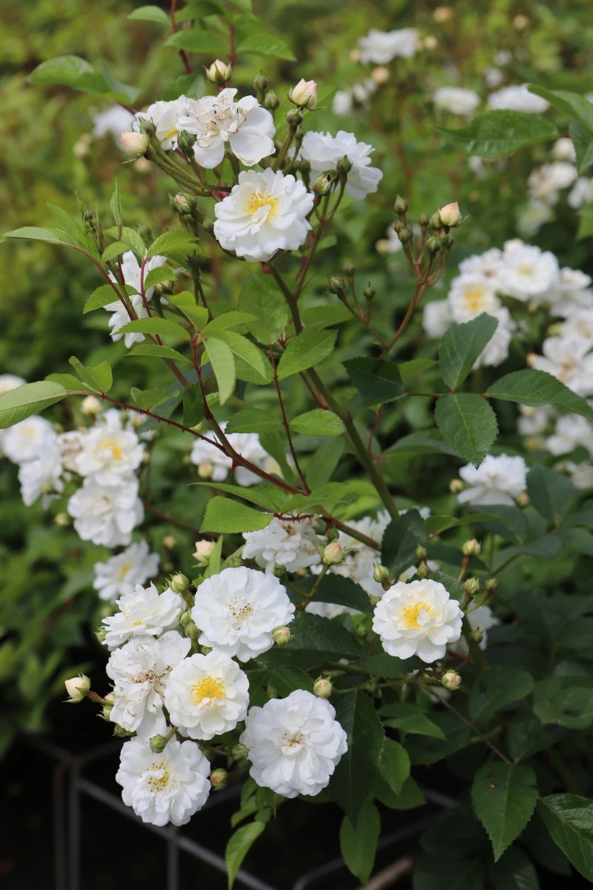 Rosa (K) 'Guirlande d' Amour'