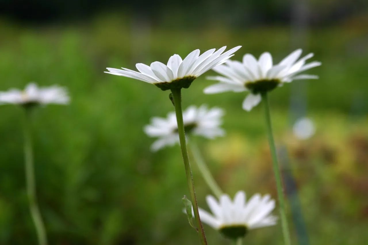 Leucanthemum (S) 'Becky'
