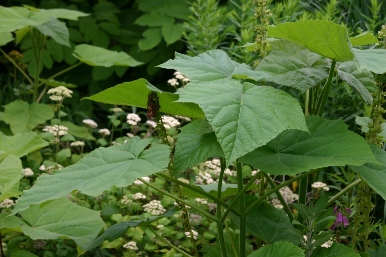 Paulownia tomentosa : C3 : 60-100