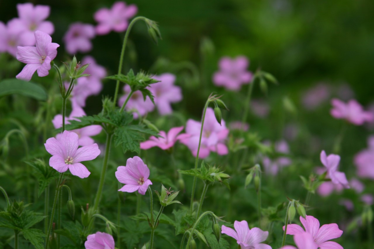 geranium-endressii-wargrave-pink