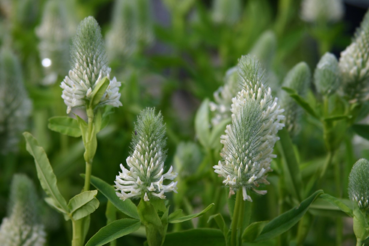 trifolium-rubens-frosty-feathers