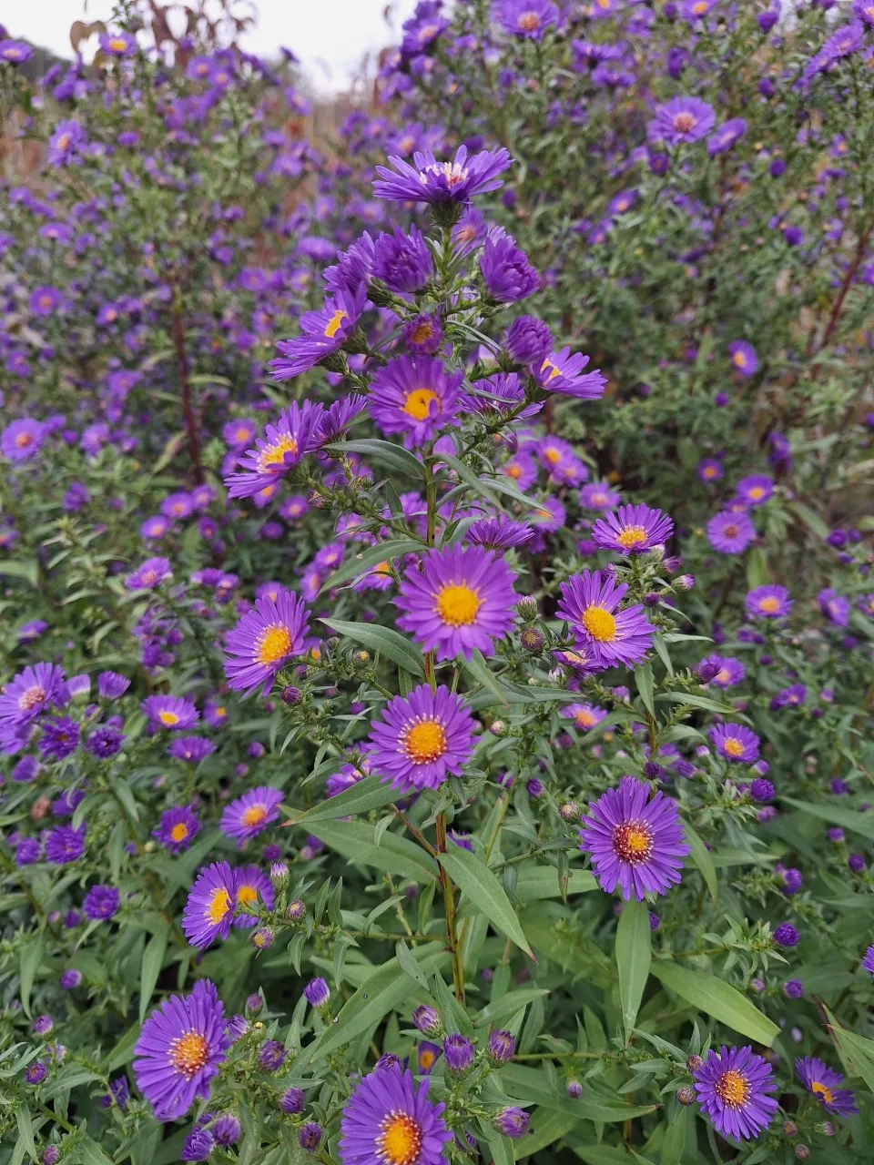 Aster novi-belgii 'Schone von Dietlikon' : P9