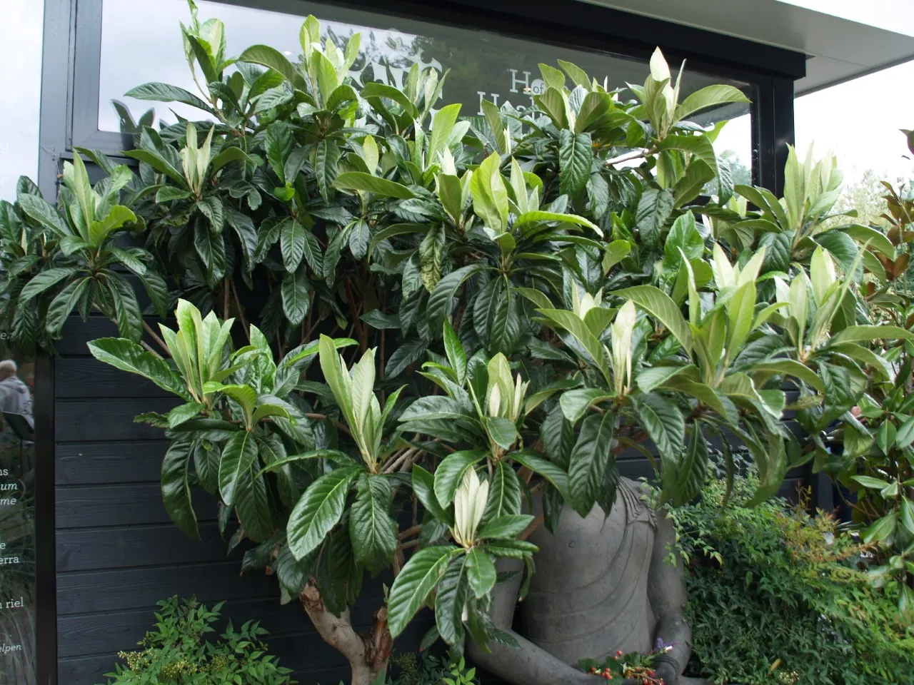 Eriobothrya japonica : C3 : 15-30