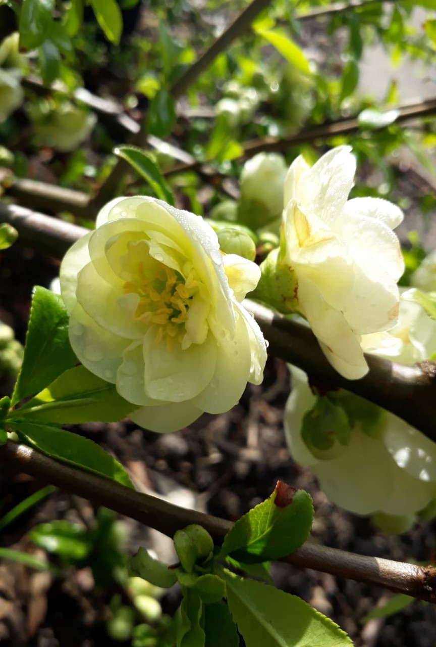 chaenomeles-speciosa-yukigoten