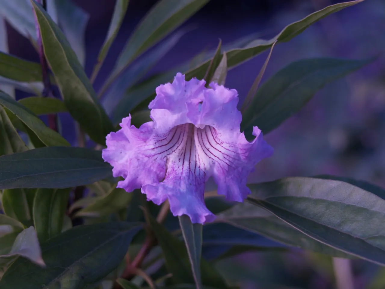 Chitalpa tashkentensis 'Summer Bells'