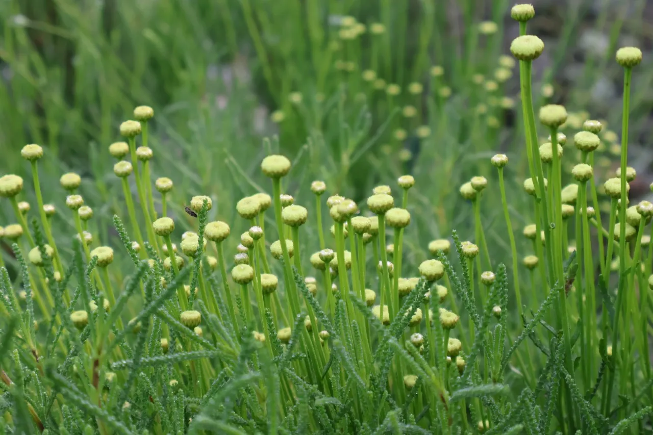 Santolina rosmarinifolia