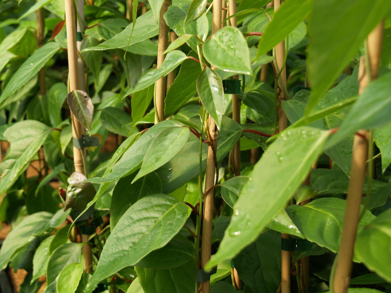 schisandra-sphenanthera